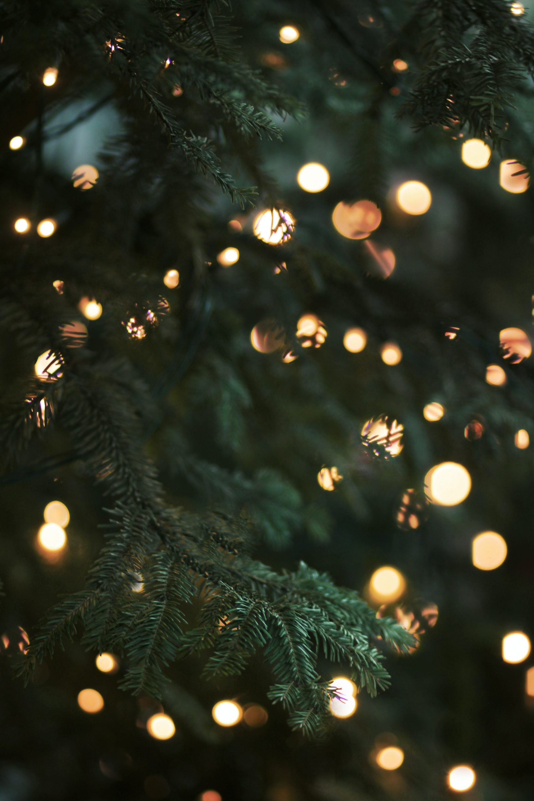 Chritmas Tree for Christmas Festival
